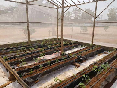 Repiquage de tomate au Lycée Agricole
