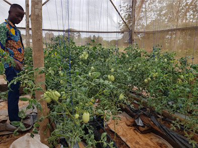 45 jours après repiquage au LAMS