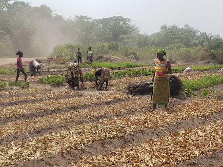 Aménagement écologique de la parcelle avec mulchs et haies