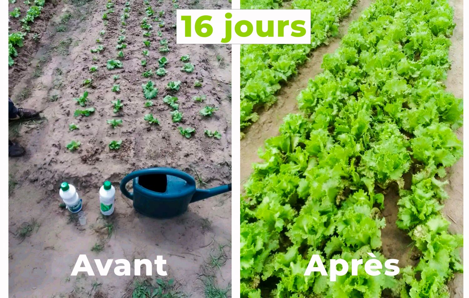 Résultat laitue en 16 jours